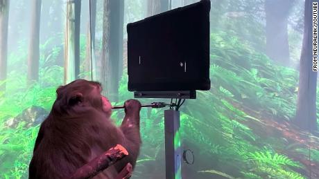 Elon Musk Neuralink afirma que macacos podem jogar pong usando apenas seus cérebros 